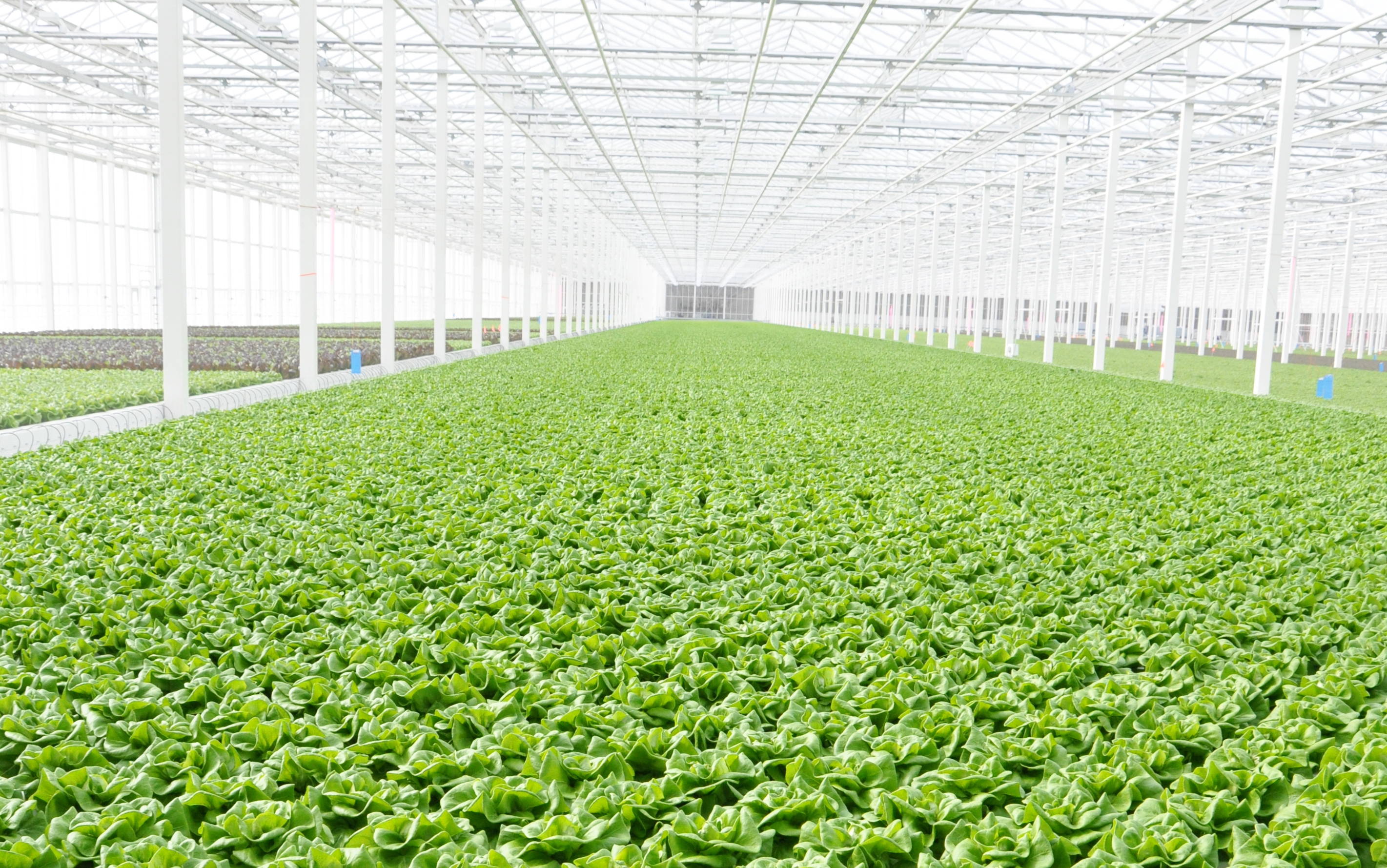 hydroponics-farm